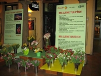 Foto z akce Týden s Tulipány a Narcisy 2007